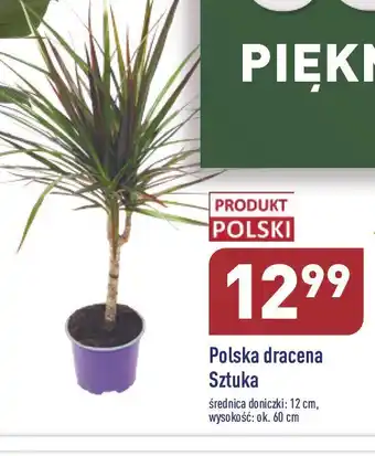 ALDI Dracena w donicy 12 cm oferta