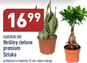 ALDI Rośliny zielone don. 12 cm garden line oferta