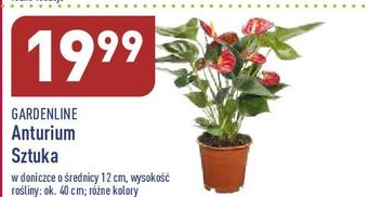 ALDI Anturium 12 cm garden line oferta