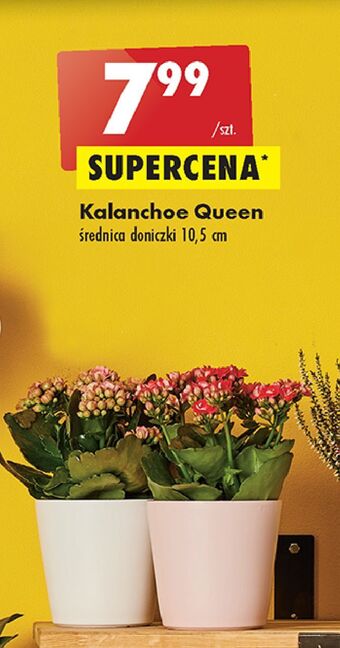 Biedronka Kalanchoe queen 10.5 cm doniczka oferta
