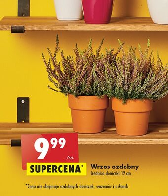 Biedronka Wrzos don. 12 cm oferta