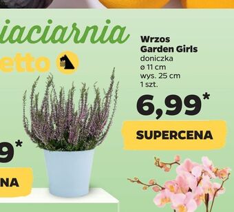 Netto Wrzos garden girls oferta