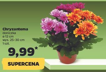 Netto Chryzantema 12 cm oferta