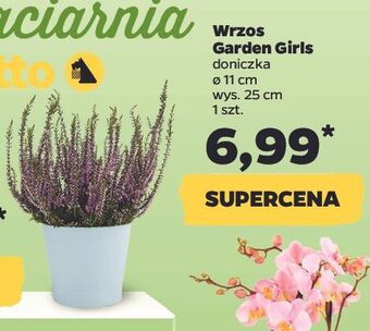 Netto Wrzos garden girls donica 11 cm oferta