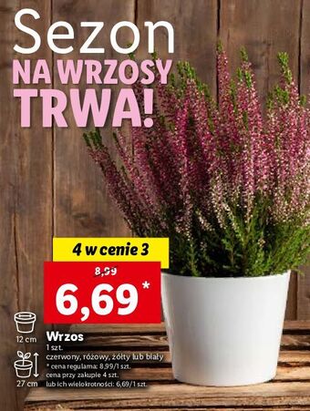 Lidl Wrzos 12 cm biały oferta