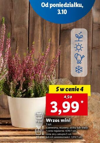 Lidl Wrzos mini różowy 20 cm oferta