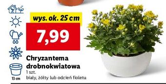 Chryzantema fioletowa