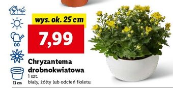 Lidl Chryzantema biała oferta