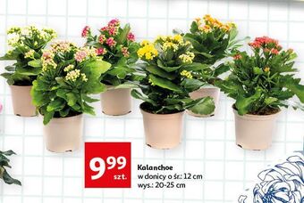 Auchan Kalanchoe 12 cm oferta