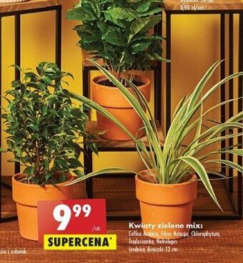 Biedronka Fikus natasja 12 cm oferta