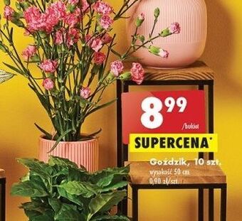 Biedronka Goździki oferta