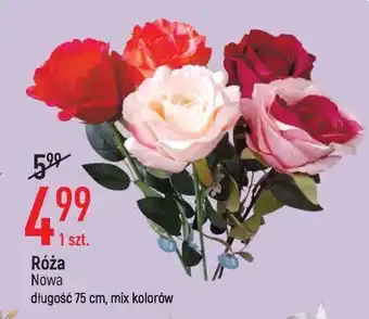 E.Leclerc Róża dł. 75 cm nowa oferta