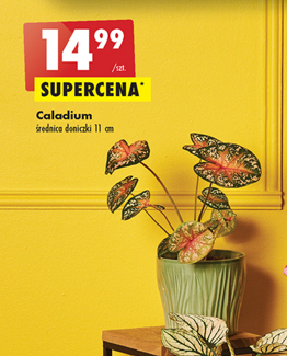 Biedronka Roślina biedronka oferta