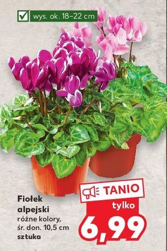 Kaufland Fiołek alpejski oferta