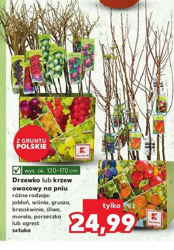 Kaufland Porzeczka oferta