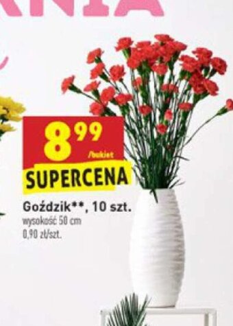 Biedronka Goździki 10szt. oferta