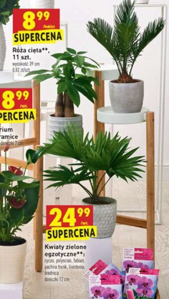 Biedronka Kwiaty zielone egzotyczne oferta