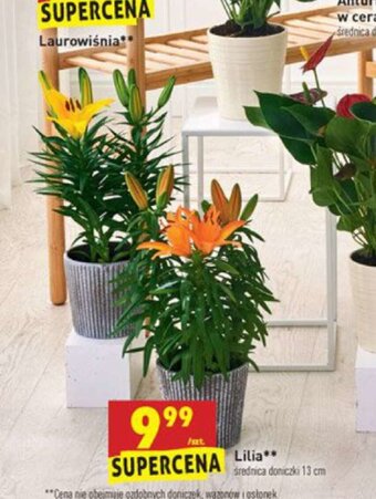 Biedronka Lilia oferta