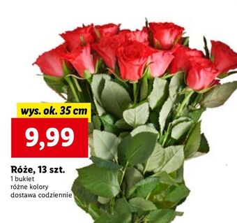 Lidl Róże 35 cm oferta