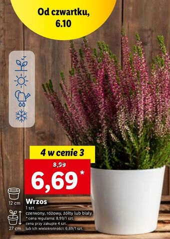 Lidl Wrzos żółty 12 cm oferta