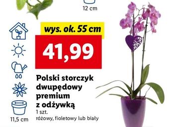 Lidl Storczyk dwupędowy oferta