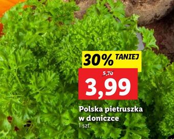 Lidl Pietruszka doniczka oferta