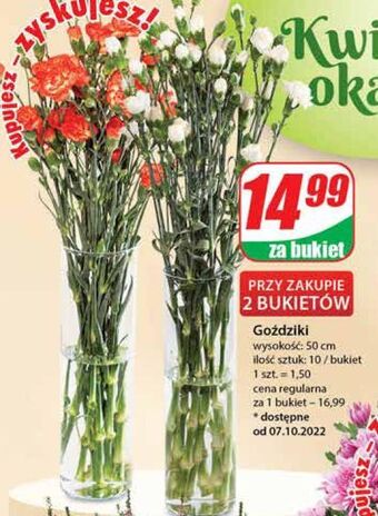 Dino Goździki 50 cm oferta
