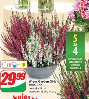 Dino Wrzos garden girls oferta