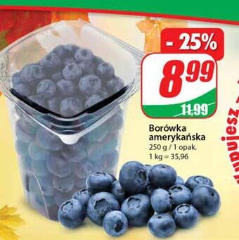 Dino Borówki amerykańskie oferta