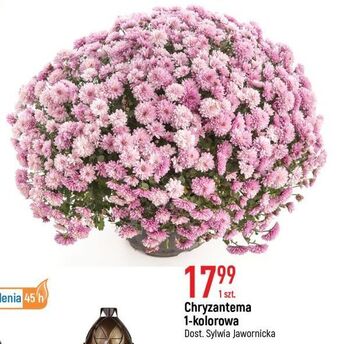 E.Leclerc Chryzantema oferta