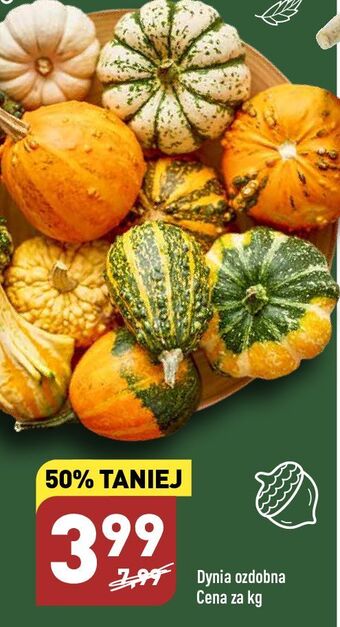 ALDI Dynia ozdobna oferta