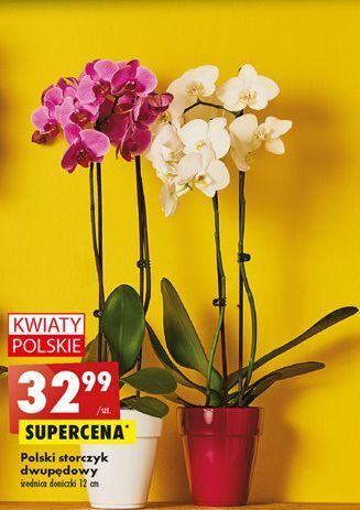 Biedronka Storczyk dwupędowy don. 12 cm oferta