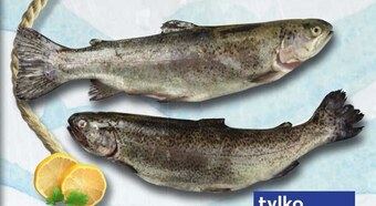 Kaufland Pstrąg tęczowy oferta