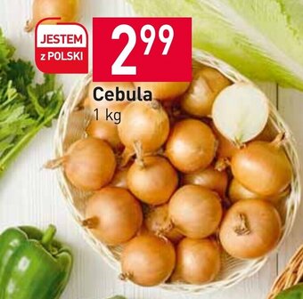 Stokrotka cebula 1kg oferta