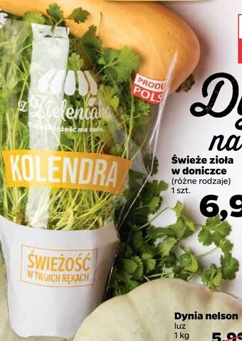 Netto Świeże zioła w doniczce oferta