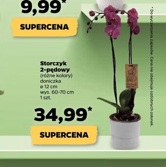 Netto Storczyk 2-pędowy oferta