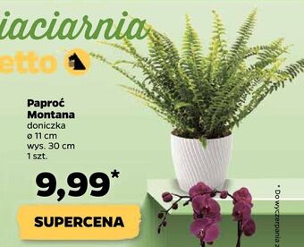 Netto Paproć montana oferta