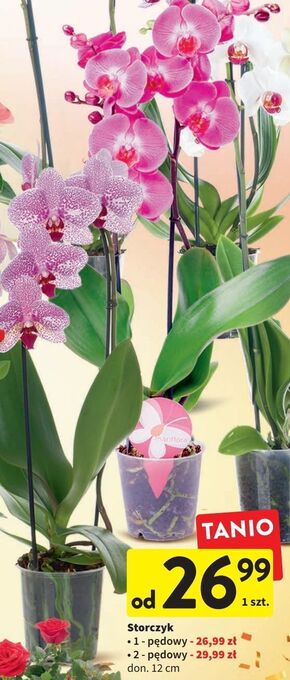 Intermarche Storczyk 1-pędowy oferta