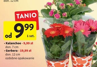 Intermarche Kalanchoe mini w doniczce 7 cm oferta