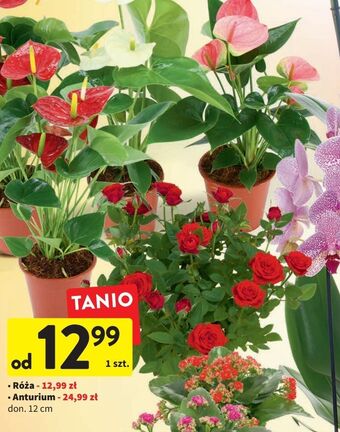 Intermarche Róza oferta