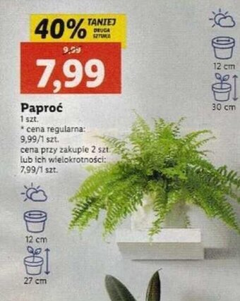 Lidl Paproć oferta