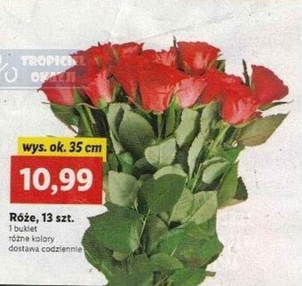 Lidl Róże 13szt. oferta