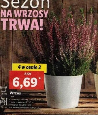 Lidl Wrzos oferta