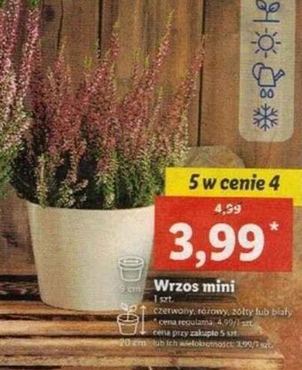 Lidl Wrzos mini oferta