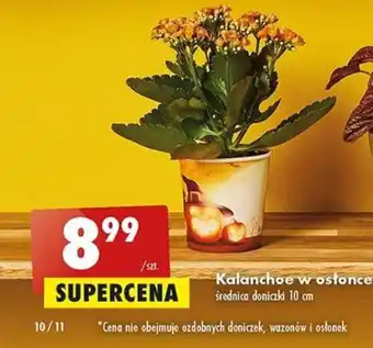 Biedronka Kalanchoe w słonce średnica doniczki 10 cm oferta