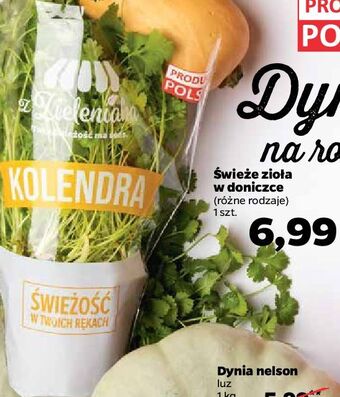 Kolendra z zieleniaka netto