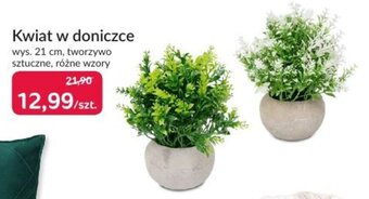 Agata Meble Kwiat w doniczce oferta