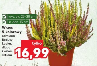 Kaufland Wrzos oferta