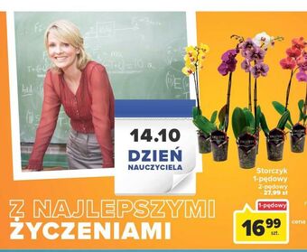 Carrefour Storczyk 2 pędowy oferta