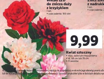 Lidl Chryzantema oferta